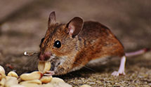 24 Hour & Emergency Exterminators in Sherman, MS